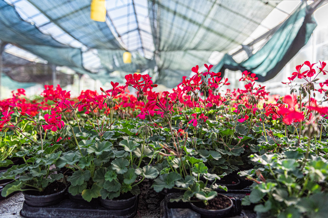 Zeleni grad pripremio dvije tisuće sadnica koje će podijeliti građanima: pelargonije, petunije, vodenike, gazanije…