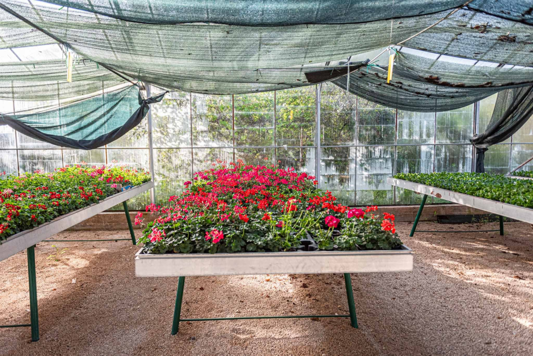 Zeleni grad pripremio dvije tisuće sadnica koje će podijeliti građanima: pelargonije, petunije, vodenike, gazanije…