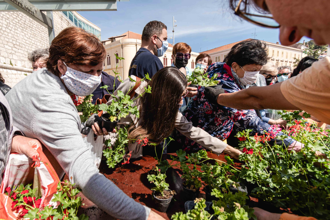 Umirovljenički stampedo za sadnice đirana na Poljani: ‘Gužva je veća za cvijeće nego za cijepljenje’