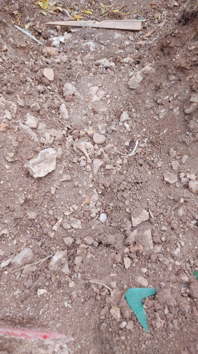 Među ljudskim kostima kod sv. Frane građani šetaju pse: Bager ih prekopao i razbacao po travi