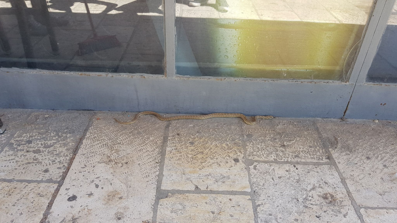 Zmija dogmizala do štekata na Baldekinu: 'Odmah je postala atrakcija!'