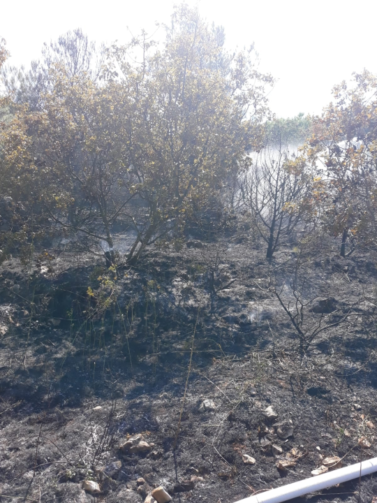 Spaljivanje travi u Brodarici otelo se kontroli: Vatra ipak nije stigla do kuća i borove šume