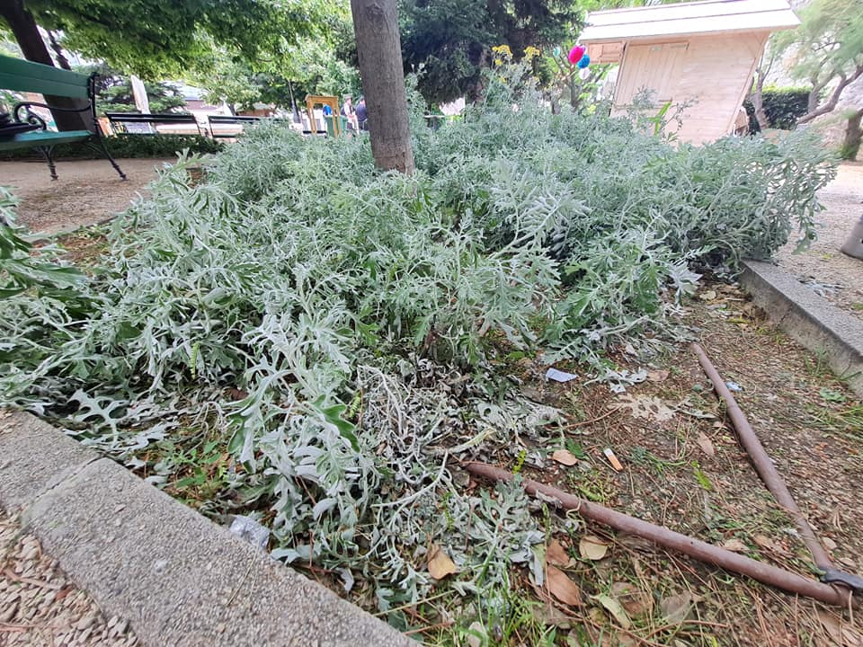 Pripazite na cvijeće: Nakon samo jedne večeri zabave u đardinu,  nedavno posađene biljke već su izgažene 