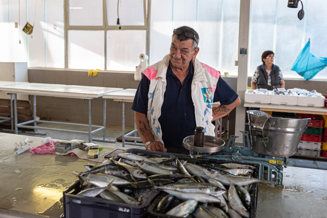 Od ogromnih kokota i mola sa šibenske peškarije dalo bi se skuhati juhu za omanji bataljun  
