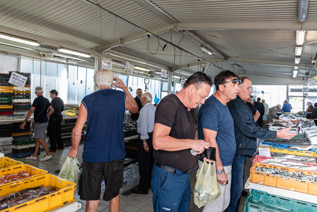 Od ogromnih kokota i mola sa šibenske peškarije dalo bi se skuhati juhu za omanji bataljun  