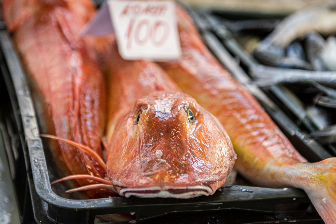 Od ogromnih kokota i mola sa šibenske peškarije dalo bi se skuhati juhu za omanji bataljun  
