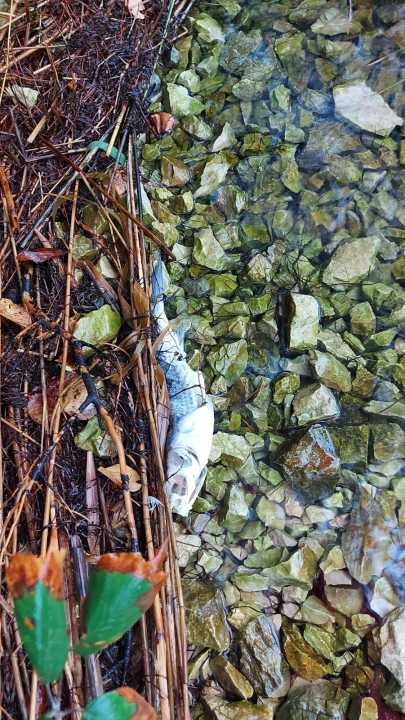 Udruga Titius Lozovac upozorava na povećan pomor ribe u Krki: 'Sve se preklapa s izvođenjem radova na plaži u Skradinu' 