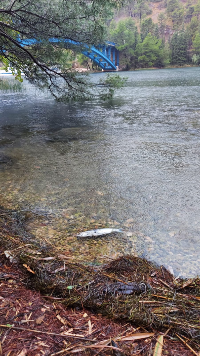 Udruga Titius Lozovac upozorava na povećan pomor ribe u Krki: 'Sve se preklapa s izvođenjem radova na plaži u Skradinu' 