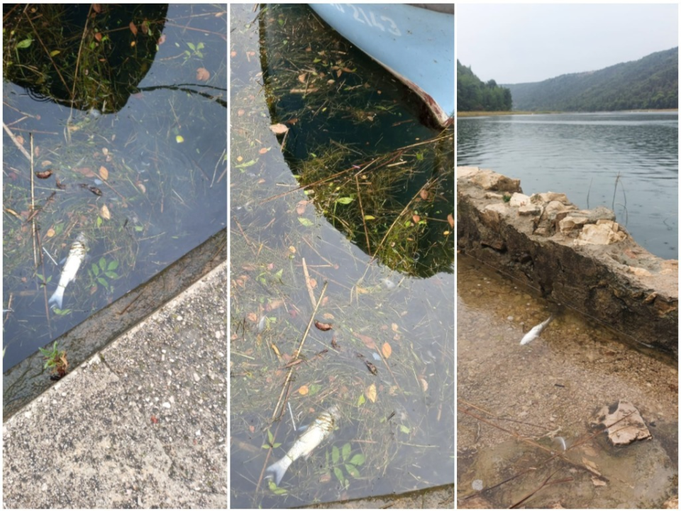 Udruga Titius Lozovac upozorava na povećan pomor ribe u Krki: 'Sve se preklapa s izvođenjem radova na plaži u Skradinu' 