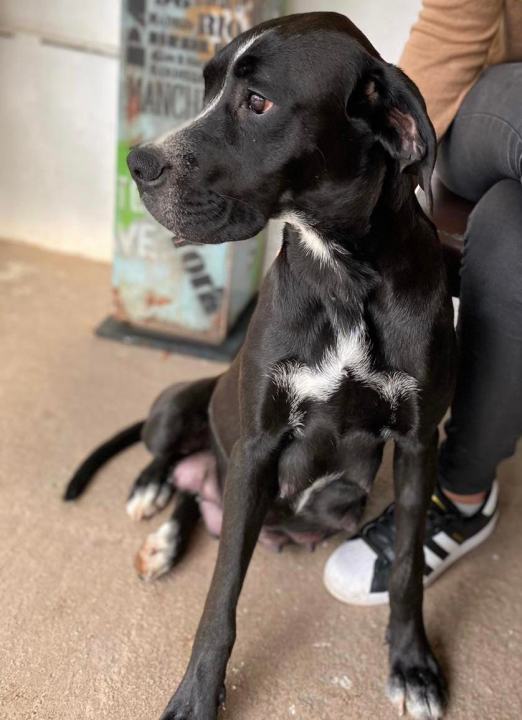 Traži se dom za mješanku koja je dolutala u Zaton: 'Velika maza i dobra duša koja je osjetila ljudsku zlobu'