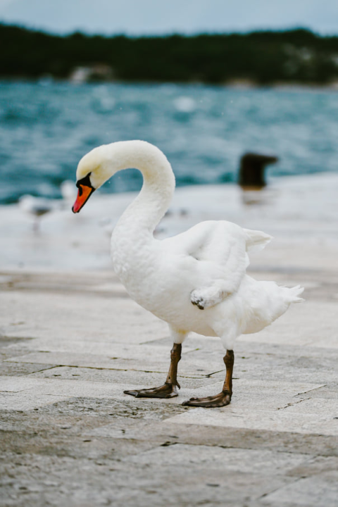 Jako jugo smeta svima: Labudovi se prebacili na rivu, nema odmora na uzburkanom moru 