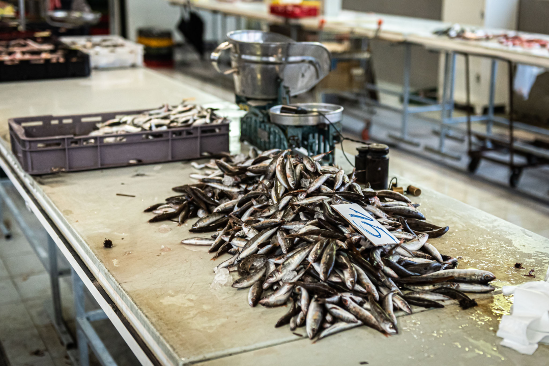 Na Badnji dan i nije neka ponuda na peškariji, Šibenčani su se za ove blagane izgleda pripremili ranije 