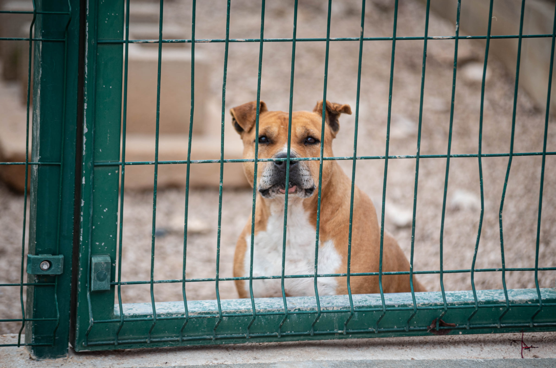 Reportaža iz As-Eka:  Malik, Mrva, Lisac, Stela... i oni bi s nekim ušli u Novu godinu!