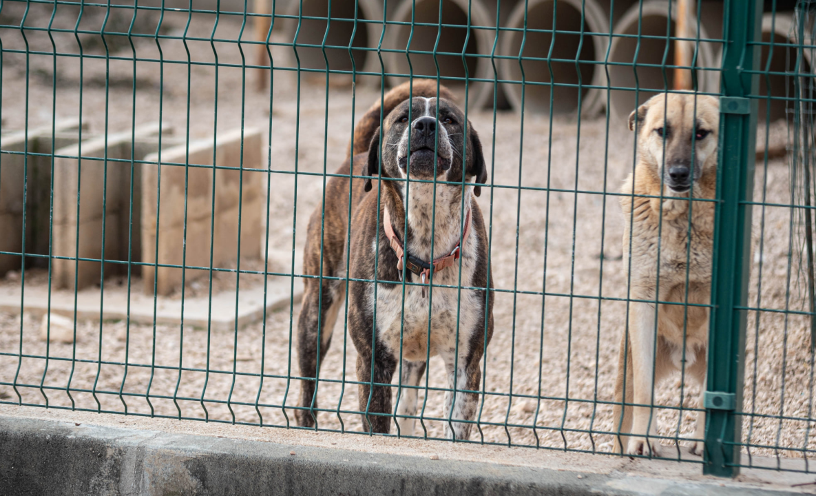 Reportaža iz As-Eka:  Malik, Mrva, Lisac, Stela... i oni bi s nekim ušli u Novu godinu!