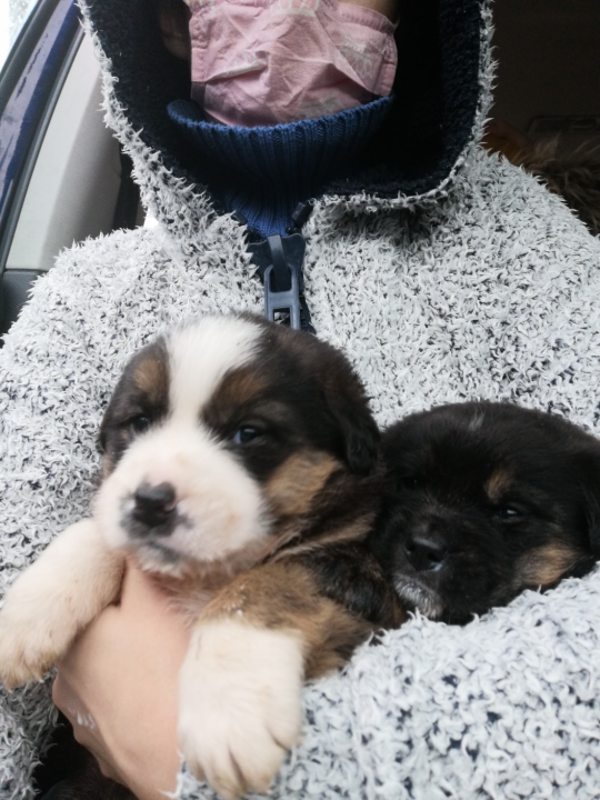 Kninska udruga Berta pred zidom: U samo jednom danu 19 odbačenih štenaca koje sad treba othraniti