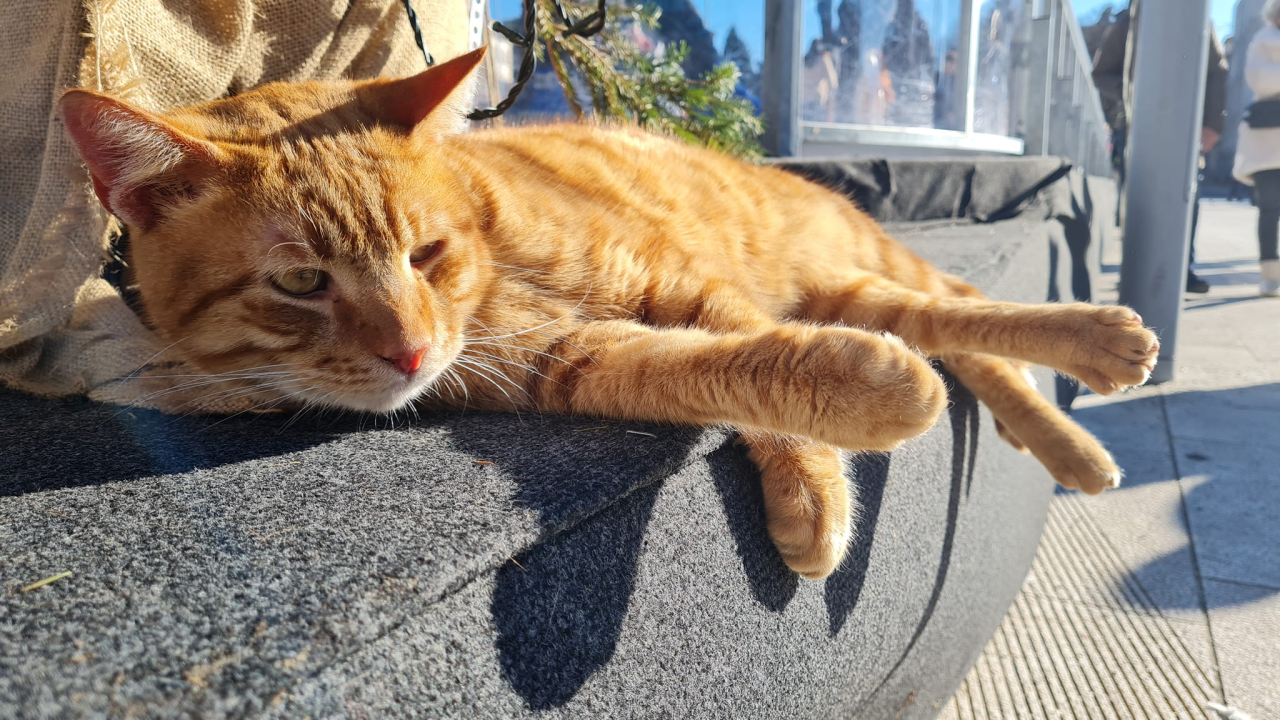 Debeljuškasti mačak ne zna da klizalište na kojem se udomaćio odlazi za par dana: Hrani li ga netko zimi ili mu je potreban novi dom?