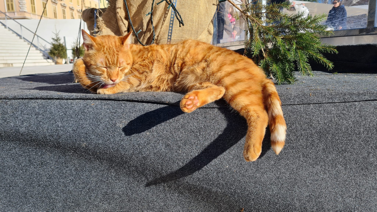 Debeljuškasti mačak ne zna da klizalište na kojem se udomaćio odlazi za par dana: Hrani li ga netko zimi ili mu je potreban novi dom?