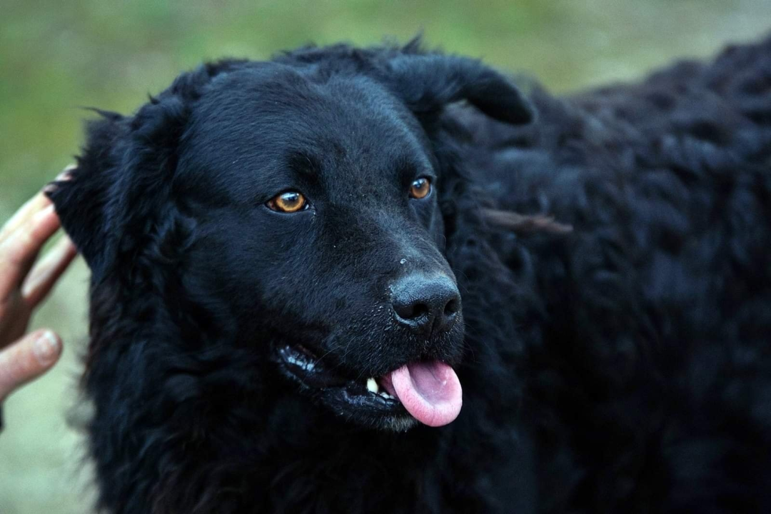 U selu kod Šibenika preminuo vlasnik umiljatog psa i devet maca: Životinje ostale bez ikoga, traže se novi domovi