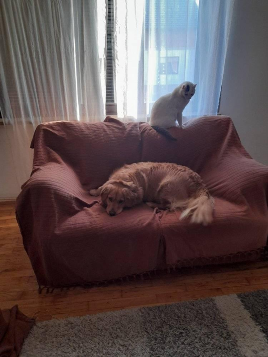 Najomiljenija pasmina na svijetu slavi svoj dan: Evo fotografija vaših zlatnih retrivera  