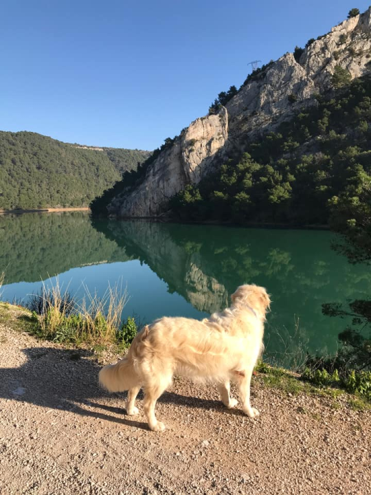 Najomiljenija pasmina na svijetu slavi svoj dan: Evo fotografija vaših zlatnih retrivera  