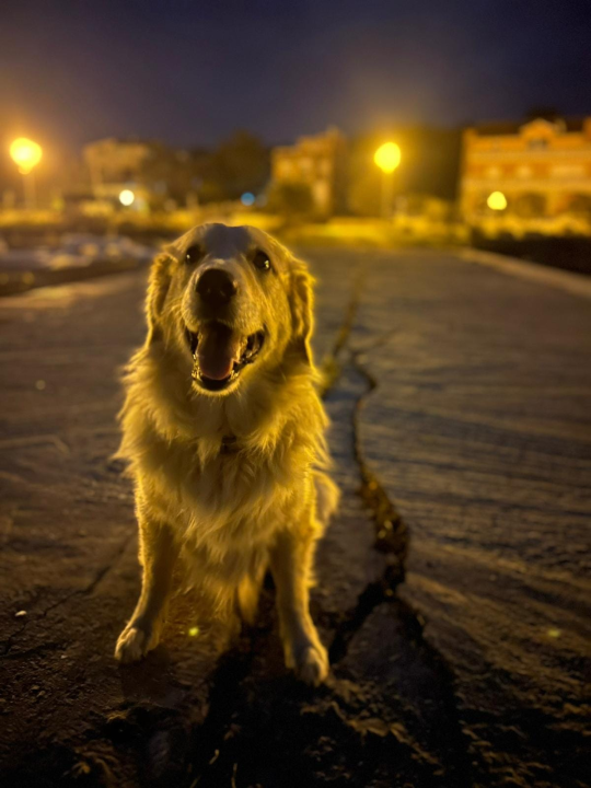 Najomiljenija pasmina na svijetu slavi svoj dan: Evo fotografija vaših zlatnih retrivera  