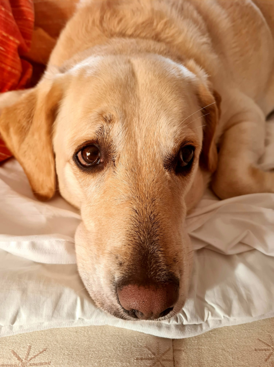 Najomiljenija pasmina na svijetu slavi svoj dan: Evo fotografija vaših zlatnih retrivera  