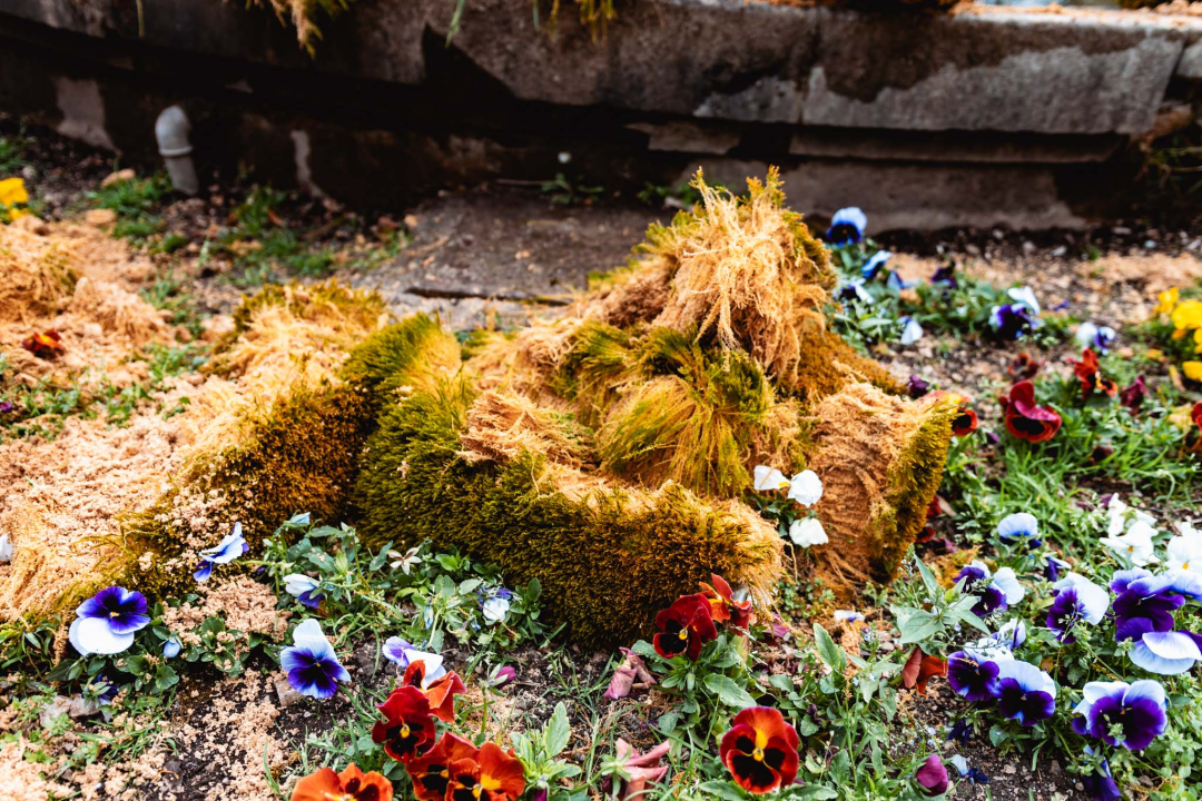 Uklonjen dio sedre kojemu je prijetilo urušavanje: Opet će zazeleniti, a kornjače dobivaju sunčalište