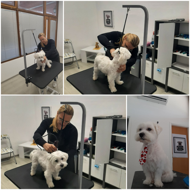 Salon za šišanje pasa Luki pružit će najbolju njegu vašim ljubimcima!