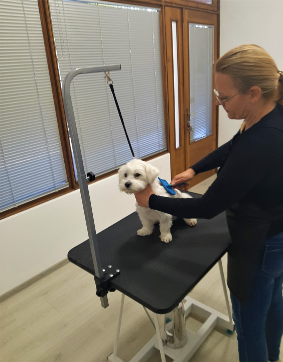 Salon za šišanje pasa Luki pružit će najbolju njegu vašim ljubimcima!