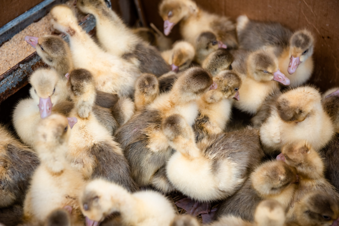 Bili smo na Benkovačkom sajmu: Najtraženija 'roba' su CD-evi Thompsona i Bulića, a za prasetinu se čeka red