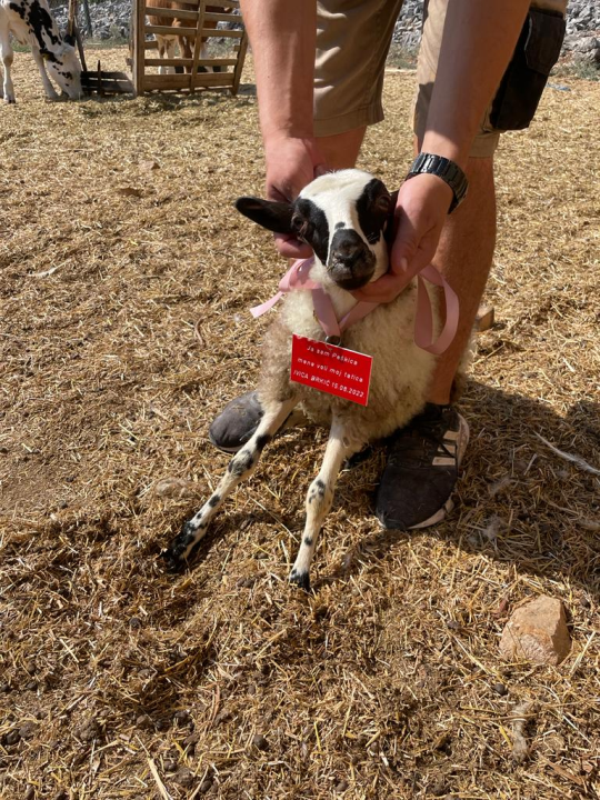 U Šibeniku spašen jedan janjeći život: 'To je poklon za bivšu janjocidnu osobu koja je danas janjofil'