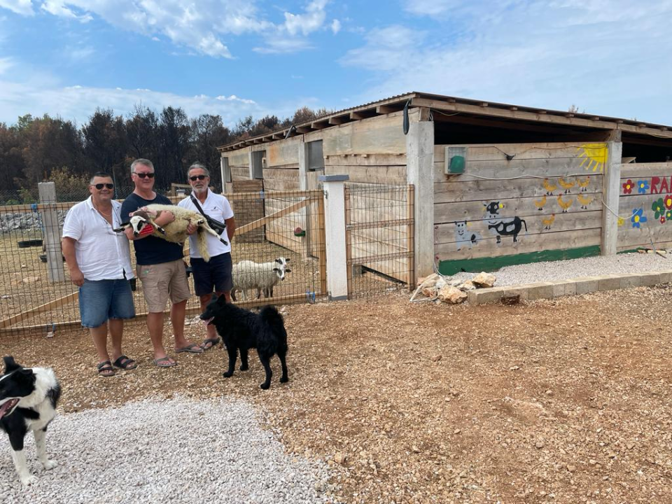 U Šibeniku spašen jedan janjeći život: 'To je poklon za bivšu janjocidnu osobu koja je danas janjofil'