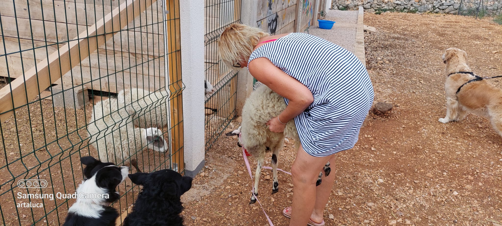 U Šibeniku spašen jedan janjeći život: 'To je poklon za bivšu janjocidnu osobu koja je danas janjofil'
