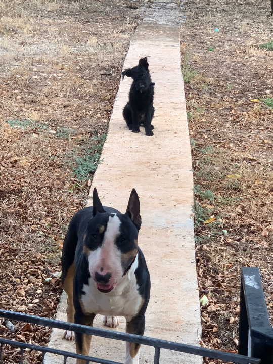 Mladi Francuzi došli na ljetovanje u Lozovac i kući se vratili s novim članom obitelji: 'Nismo mogli ostaviti bebu Taza'