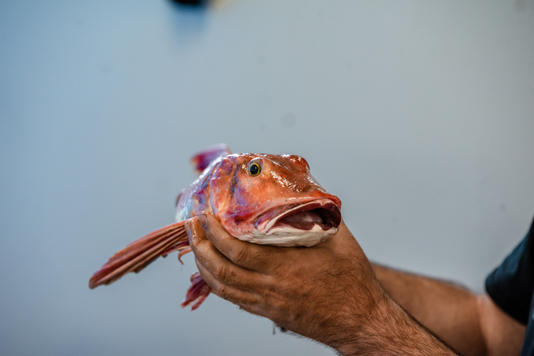 Kokot i moli samci s parangala odlična su ideja za ručak u petak: Jedini problem je što nisu baš jeftini 