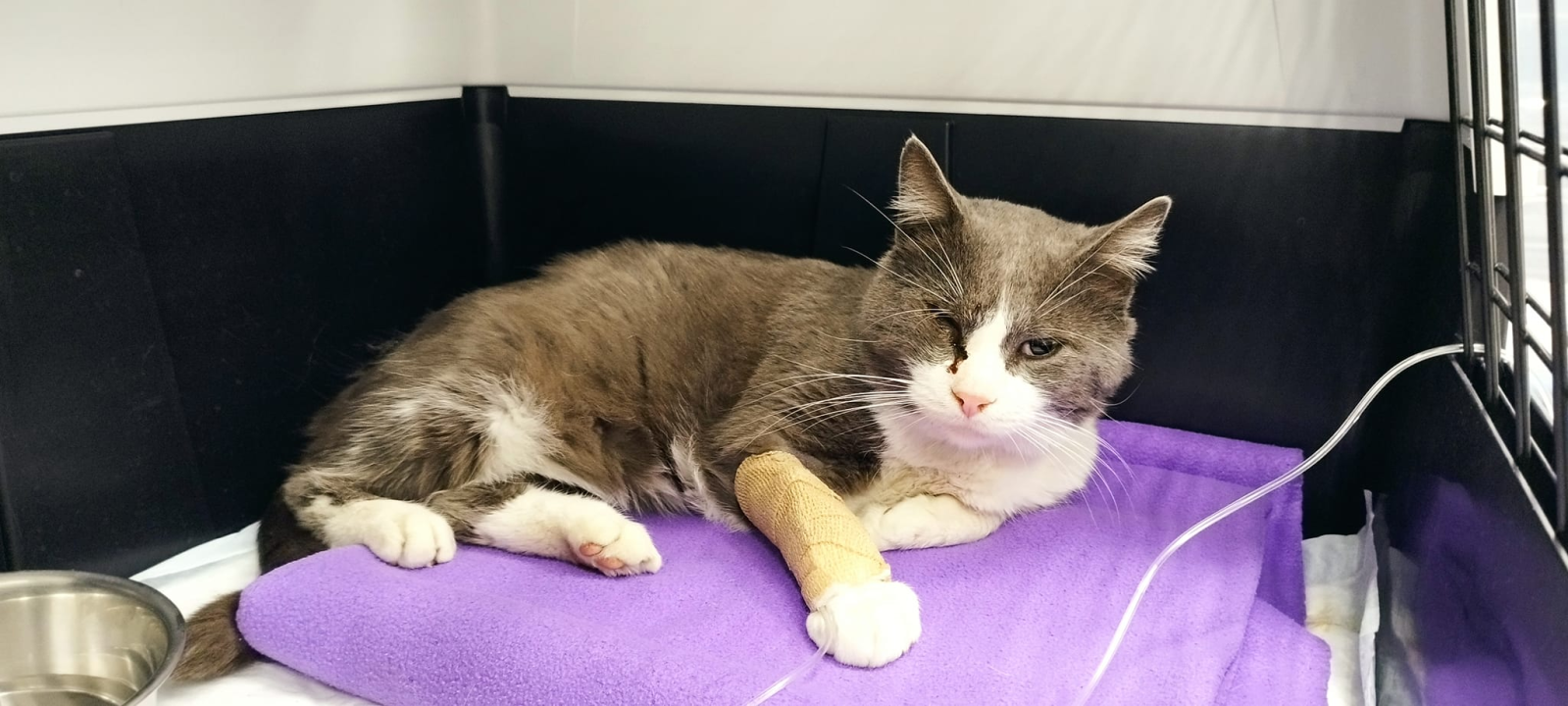 Jednoj šibenskoj maci hitno potreban smještaj: 'Osam godina proveo je na lokaciji na koju ga više ne možemo vratiti'