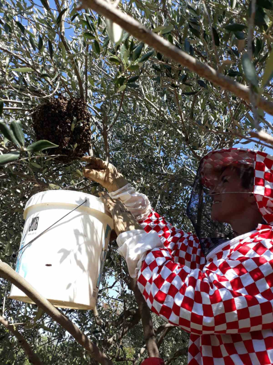 Doda Pčelarica je, s puno ljubavi i volje, napravila malo pčelinje carstvo: Ispričala nam je sve o pčelama, medu, propolisu, peludu… 