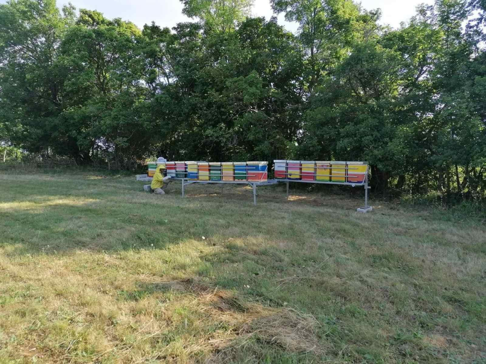 Doda Pčelarica je, s puno ljubavi i volje, napravila malo pčelinje carstvo: Ispričala nam je sve o pčelama, medu, propolisu, peludu… 