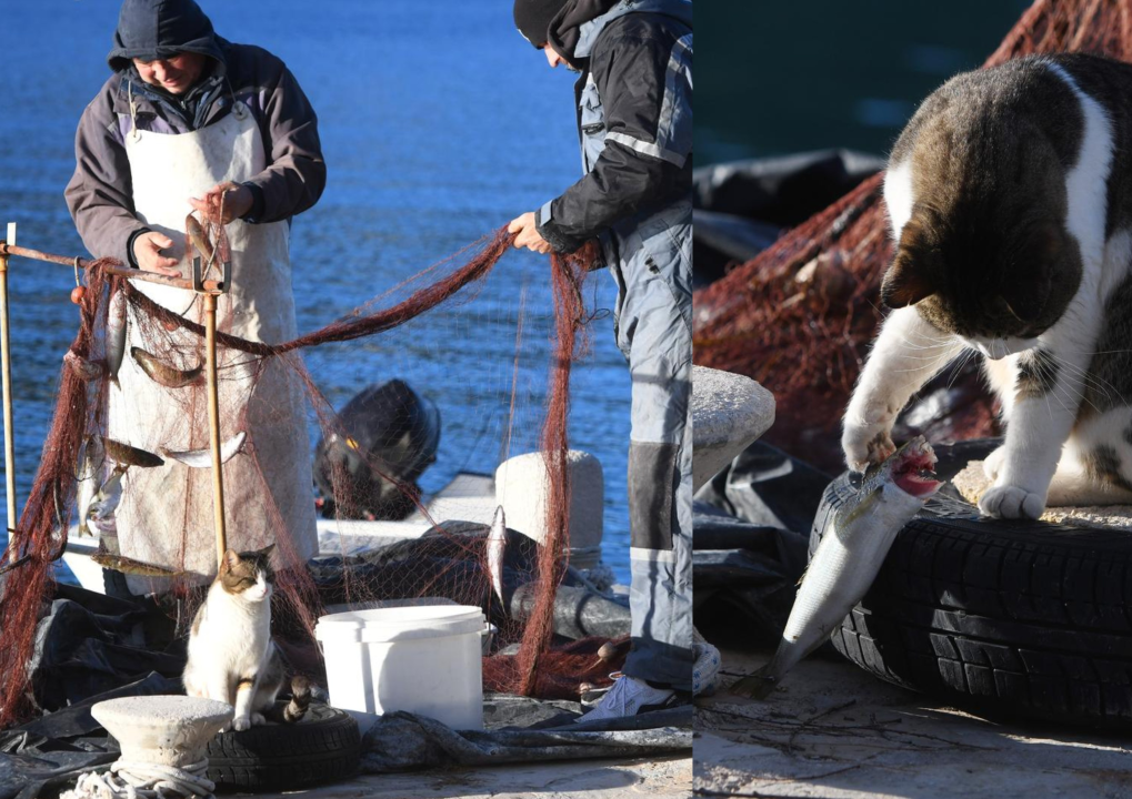 Miško je strpljiv mačak pa za nagradu dobije ribu koju ‘oštete’ dupini!