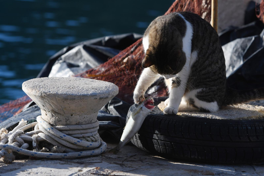Miško je strpljiv mačak pa za nagradu dobije ribu koju ‘oštete’ dupini!