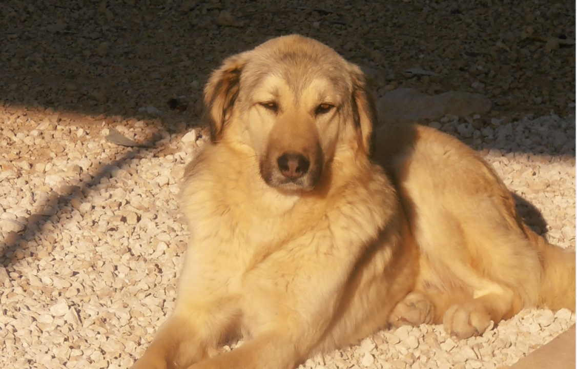 Sunny traži novi dom: 'Nadamo se da će pronaći svoje ljude, najbolje na svijetu' 