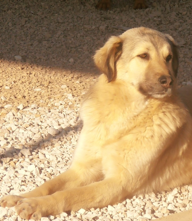 Sunny traži novi dom: 'Nadamo se da će pronaći svoje ljude, najbolje na svijetu' 