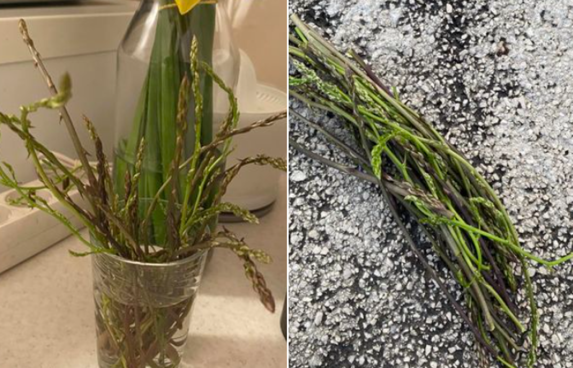 Krenula sezona šparoga: Ove su ubrane u Guštinoj vali na Jadriji 