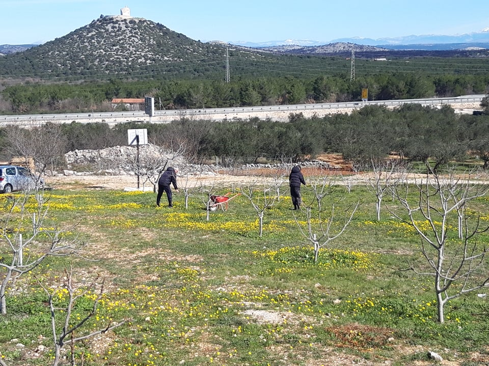 Ivan Rak zajedno s obitelji bavi se uzgojem smokava: 'Nije lako biti poljoprivrednik, ali ne damo se'