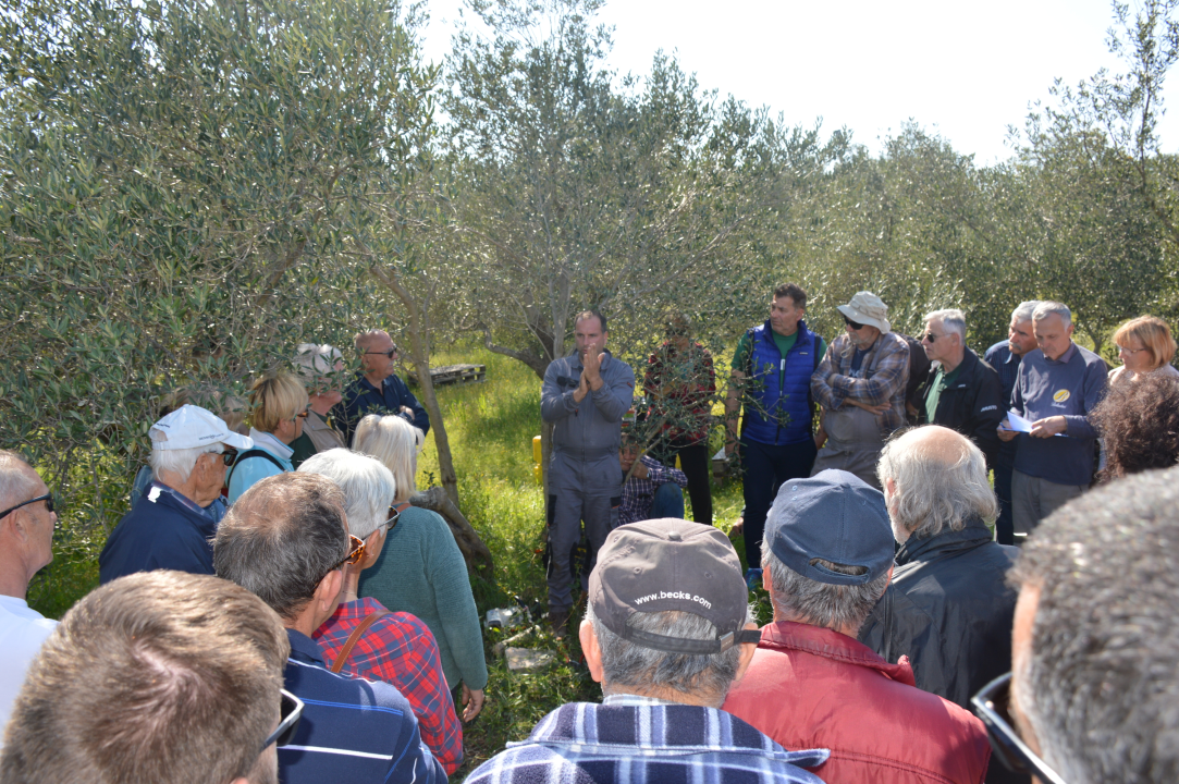 U Vodicama održana radionica ‘Mala škola maslinarstva – Cijepljenje masline i proljetna zaštita od štetnika’ 
