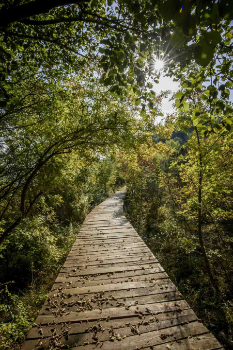 Posjeti NP "Krka" na Praznik rada, preuzmi svoju sadnicu i posadi je za budućnost!