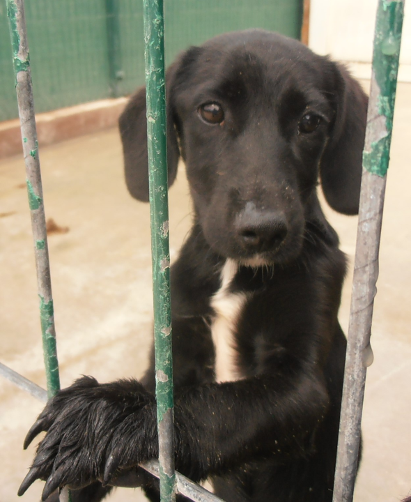 Jolanda traži dom: 'Karakterom jako draga i zaigrana te idealne dobi za odgoj' 