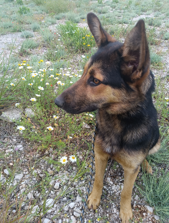 Mona traži dom: 'Ona treba ljude koji će imati volje, želje i ljubavi za ovo divno biće' 