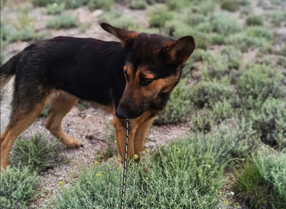 Mona traži dom: 'Ona treba ljude koji će imati volje, želje i ljubavi za ovo divno biće' 
