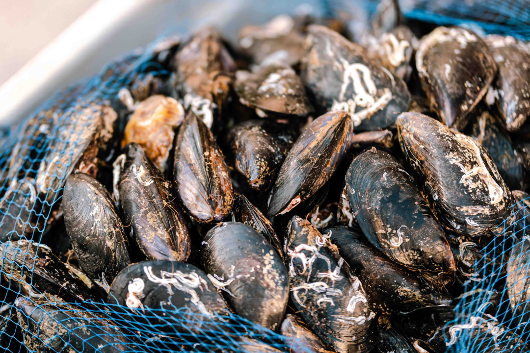 Ove subote doživite romansu pidoće i debita na šibenskoj rivi!